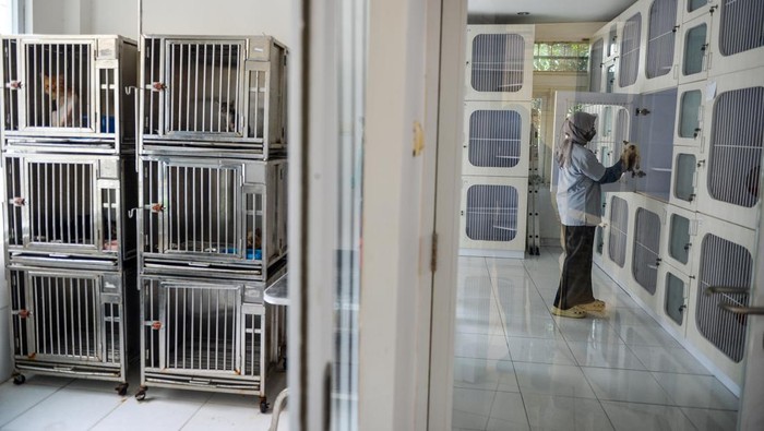 Jasa penitipan kucing jelang Lebaran Pekerja memindahkan kucing ke kandang di tempat penitipan kucing Cat Locus, Sukahaji, Bandung, Jawa Barat, Kamis (4/4/2024). Pemilik usaha penitipan kucing menyatakan pada H-6 Lebaran 2024 jumlah kamar bagi kucing yang akan dititipkan telah penuh dipesan oleh warga yang akan mudik. ANTARA FOTO/Raisan Al Farisi/rwa.