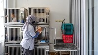 Pekerja memindahkan kucing ke kandang di tempat penitipan kucing Cat Locus, Sukahaji, Bandung, Jawa Barat, Kamis (4/4/2024). 
