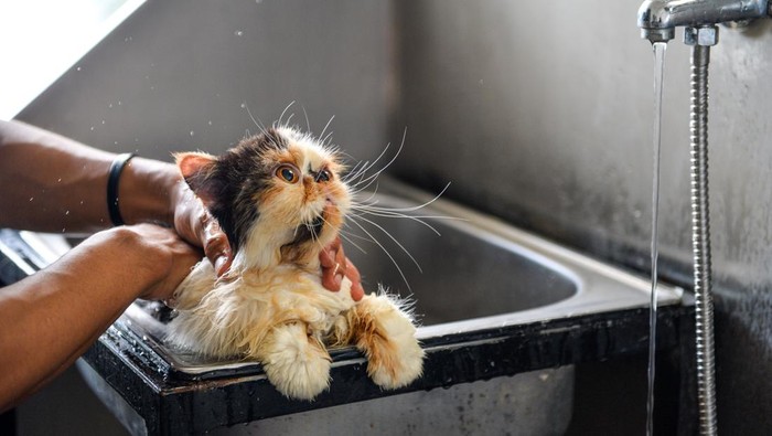 Jasa penitipan kucing jelang Lebaran Pekerja memindahkan kucing ke kandang di tempat penitipan kucing Cat Locus, Sukahaji, Bandung, Jawa Barat, Kamis (4/4/2024). Pemilik usaha penitipan kucing menyatakan pada H-6 Lebaran 2024 jumlah kamar bagi kucing yang akan dititipkan telah penuh dipesan oleh warga yang akan mudik. ANTARA FOTO/Raisan Al Farisi/rwa.