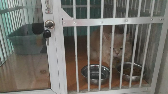 Pet Hotel Laris Dipesan Pecinta Kucing Jelang Lebaran, Omzetnya Jutaan/Hari!