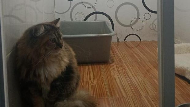 Pet Hotel Laris Dipesan Pecinta Kucing Jelang Lebaran, Omzetnya Jutaan/Hari!