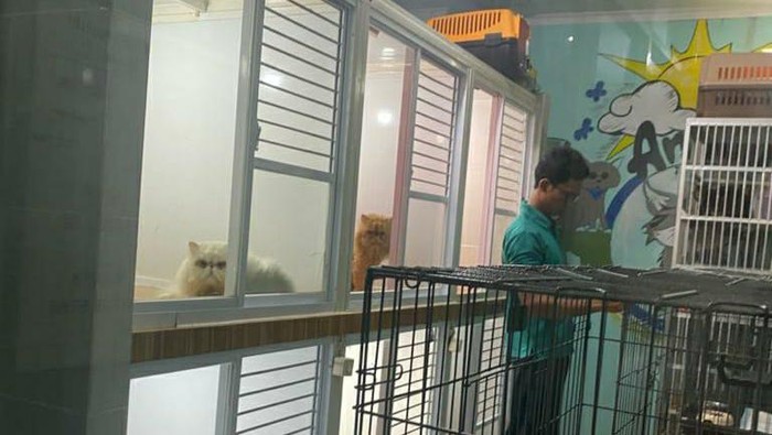 Pet Hotel Laris Dipesan Pecinta Kucing Jelang Lebaran, Omzetnya Jutaan/Hari!