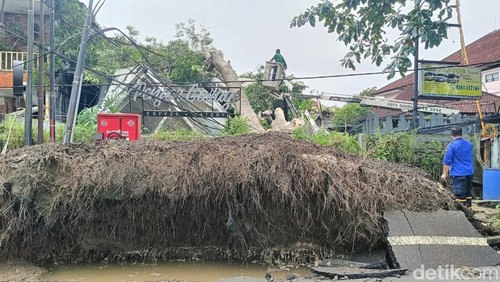 Pohon mahoni setinggi sekitar 15 meter dan diameter batang sekitar 1 meter tumbang menimpa Penjor Coffee & Eatery di Jalan Raya Puputan 20X, Kota Denpasar, Bali, Kamis (4/4/2024). (Ni Made Lastri Karsiani Putri/detikBali)