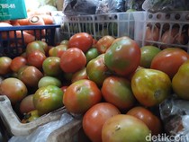 Tomat Itu Buah atau Sayur? Simak Penjelasan Klasifikasi Botaninya