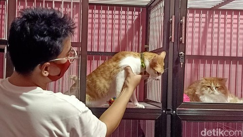 Tempat jasa penitipan kucing di Denpasar, Bali, kebanjiran pesanan menjelang Lebaran 2024.