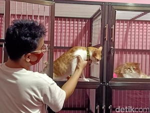 Tips Aman Tinggalkan Anabul Berhari-hari saat Mudik Lebaran