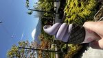 Mengagumi Keindahan Gunung Fuji dalam Sehari
