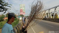 Potret sapu khusus yang jadi alat andalan para penyapu koin saat mengais rezeki di Jembatan Sewo.