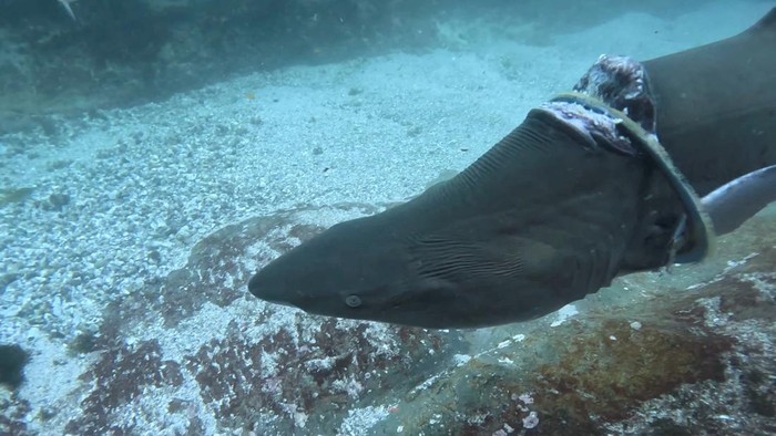 A grey nurse shark is injured by a metal ring around its body, near Seal Rocks, Australia, in this screengrab taken from a video released on March 24, 2024. Forster Dive Centre/REUTERS  THIS IMAGE HAS BEEN SUPPLIED BY A THIRD PARTY. MANDATORY CREDIT. NO RESALES. NO ARCHIVES.