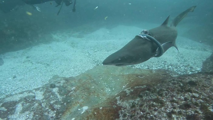 AUSTRALIA-SHARK/UGC A grey nurse shark is injured by a metal ring around its body, near Seal Rocks, Australia, in this screengrab taken from a video released on March 24, 2024. Forster Dive Centre/REUTERS THIS IMAGE HAS BEEN SUPPLIED BY A THIRD PARTY. MANDATORY CREDIT. NO RESALES. NO ARCHIVES.
