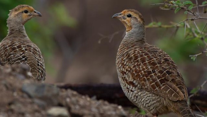 Burung Puyuh.