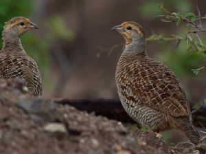 7 Fakta Unik Burung Puyuh, Burung Petelur Favorit Masyarakat