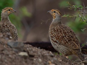 7 Fakta Unik Burung Puyuh, Burung Petelur Favorit Masyarakat