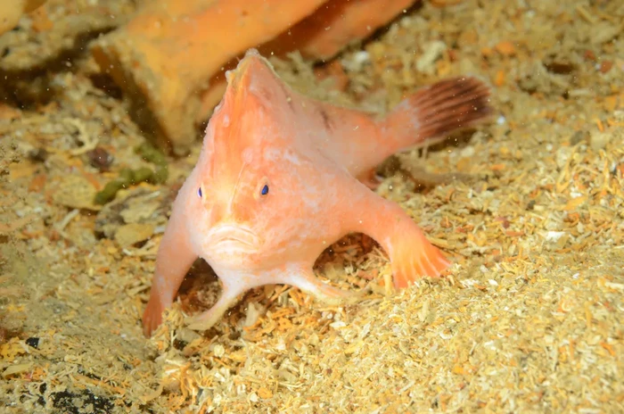 Handfish pink, ikan sangat langka