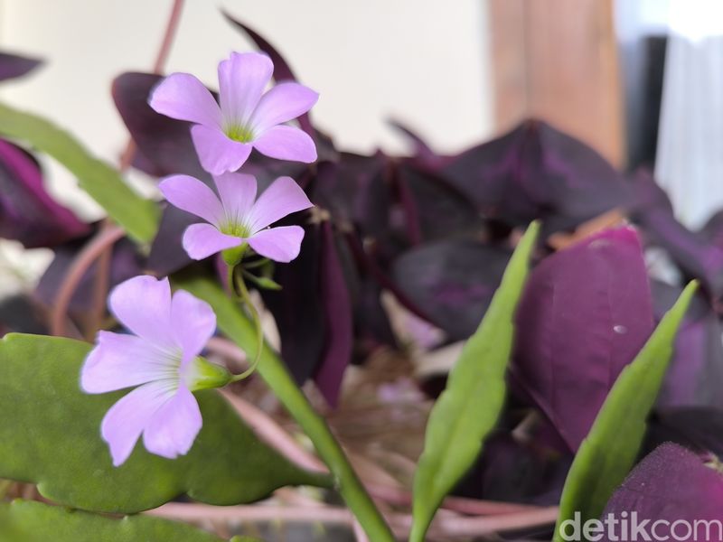 Hasil Kamera Redmi Note 13 Pro+