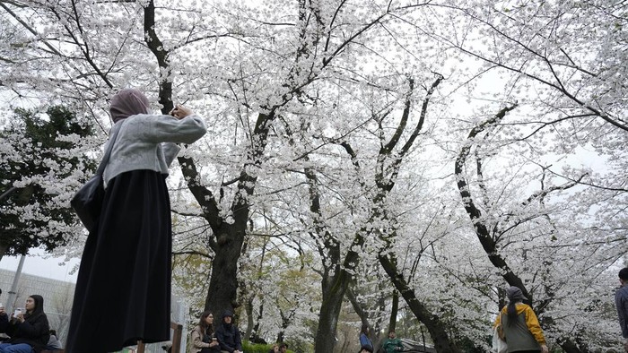 A visitor checks the photos of the seasonal cherry blossoms at the Ueno Park Friday, April 5, 2024, in Tokyo. Crowds gathered Friday in Tokyo to enjoy Japan’s famed cherry blossoms, which are blooming later than expected in the capital because of cold weather.(AP Photo/Eugene Hoshiko)