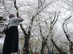Melihat Sakura Bermekaran di Tokyo yang Bikin Hati Adem