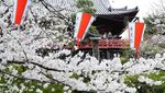 Melihat Sakura Bermekaran di Tokyo yang Bikin Hati Adem