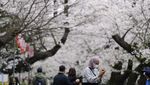 Melihat Sakura Bermekaran di Tokyo yang Bikin Hati Adem