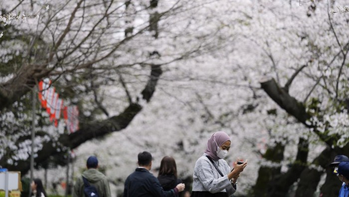 A visitor checks the photos of the seasonal cherry blossoms at the Ueno Park Friday, April 5, 2024, in Tokyo. Crowds gathered Friday in Tokyo to enjoy Japan’s famed cherry blossoms, which are blooming later than expected in the capital because of cold weather.(AP Photo/Eugene Hoshiko)