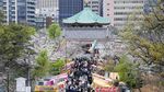 Melihat Sakura Bermekaran di Tokyo yang Bikin Hati Adem