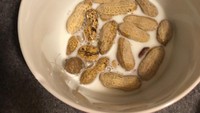 Kehabisan sereal bukan menjadi alasan netizen yang satu ini tidak sarapan. Ditambah dengan susu, kacang penuh cangkang ini direndam agar teksturnya lembek dan mirip seperti sereal, duh ada-ada saja! Foto: Pool/Site