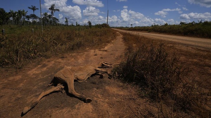 The Trans-Amazon Highway crosses a deforested area near Humaita Amazonas state, Brazil, Monday, July 10, 2023. (AP Photo/Andre Penner)