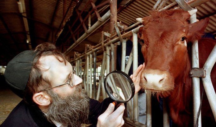 Sapi Betina Merah Israel