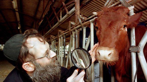 Sapi Betina Merah Israel