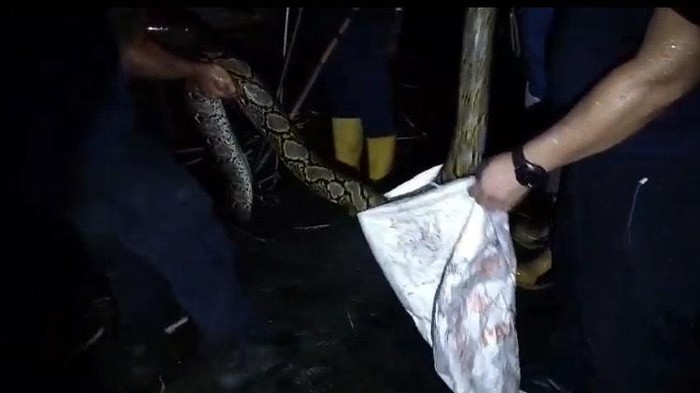 Damkar Palangkaraya mengevakuasi ular piton berukuran 3 meter.