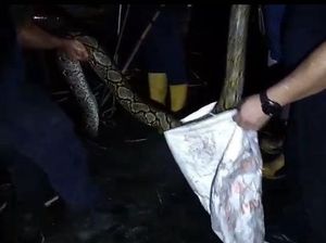 Damkar Palangkaraya Evakuasi Piton 3 Meter Kerap Mangsa Ternak Warga