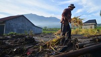 Tidak hanya bangunan rumah, banjir lahar dingin juga merusak tanaman padi. Petani pun terancam gagal panen. 