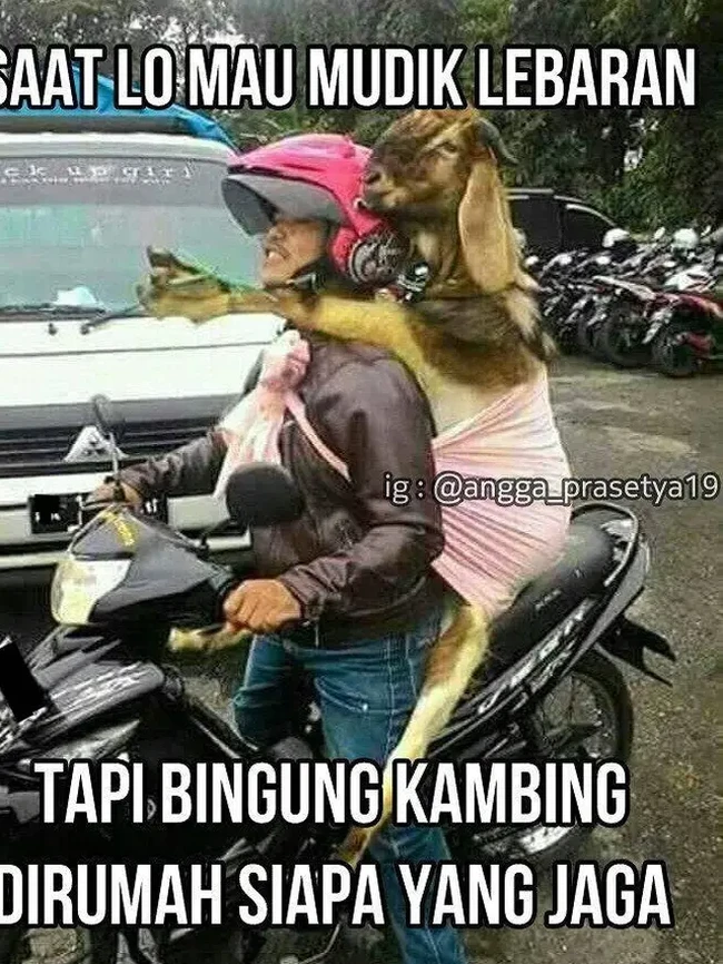 Nggak tega rasanya meninggalkan hewan peliharaan di rumah sendirian. Kalau di bawa di motor gini kan jadi berasa kayak ada pacar yang meluk dari belakang. Foto: 1cak.com