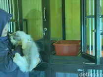 Penitipan Hewan Peliharaan di Tulungagung Naik 2 Kali Lipat Jelang Lebaran