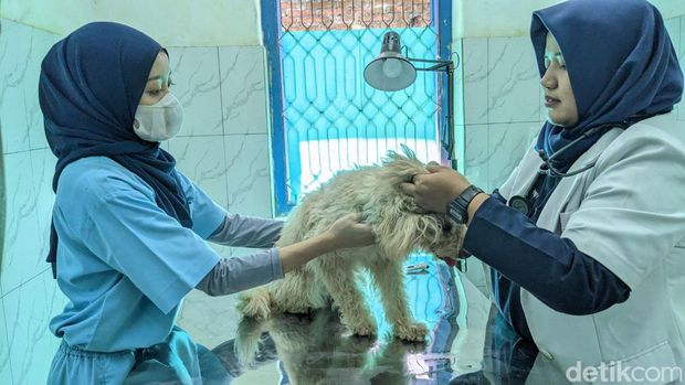 Penitipan hewan di Tulungagung meningkat jelang Lebaran