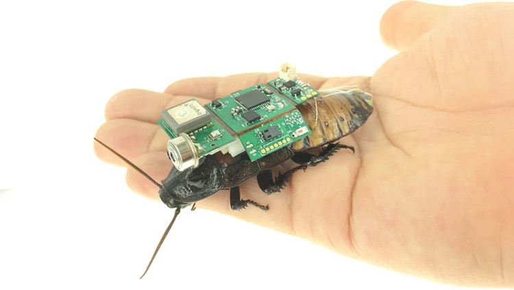 Kecoak Cyborg untuk Bantu Tanggap Bencana Kecoak Cyborg untuk Bantu Tanggap Bencana