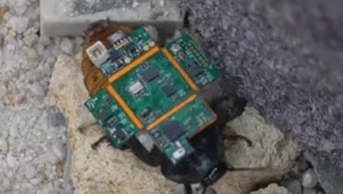 Kecoak Cyborg untuk Bantu Tanggap Bencana