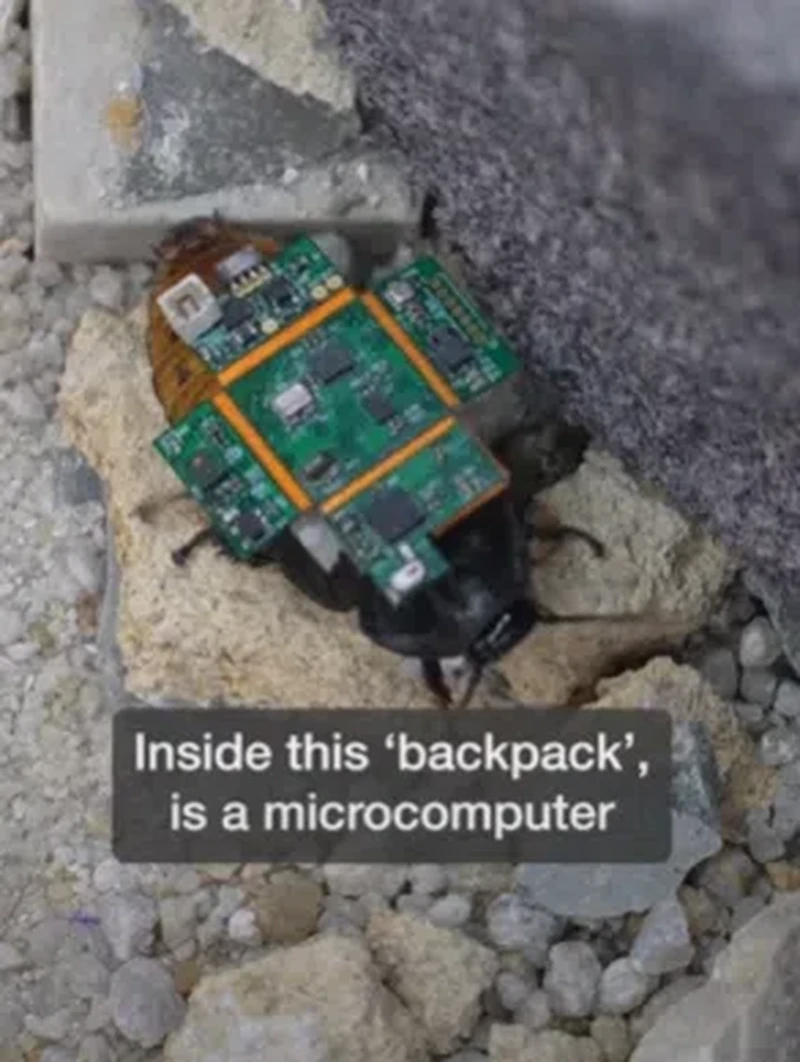 Kecoak Cyborg untuk Bantu Tanggap Bencana