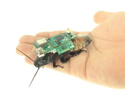 Singapura Bikin Kecoak Cyborg, Punya Misi Super Penting