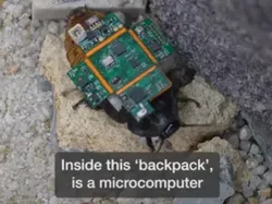 Singapura Bikin Kecoak Cyborg, Punya Misi Super Penting