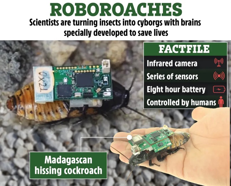 Kecoak Cyborg untuk Bantu Tanggap Bencana