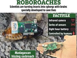 Singapura Bikin Kecoak Cyborg, Punya Misi Super Penting