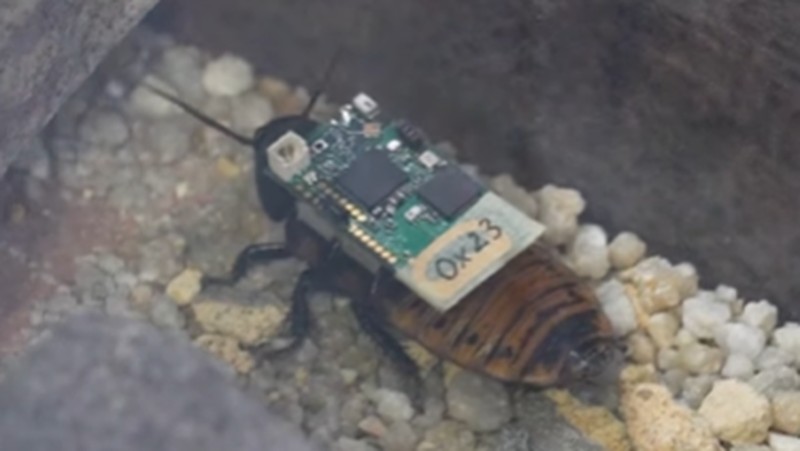 Kecoak Cyborg untuk Bantu Tanggap Bencana