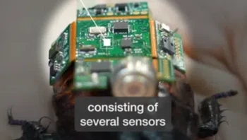 Terdapat juga ransel kecil yang dipasang di belakang serangga tersebut, berisi sensor, baterai, dan kamera dengan bobot kurang dari enam gram, sehingga mudah dibawa oleh kecoak. Foto: The Sun/ The Strait Times