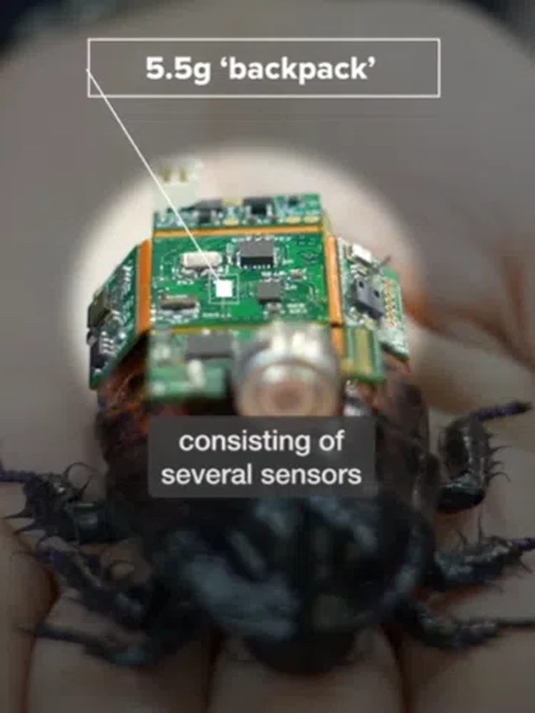 Kecoak Cyborg untuk Bantu Tanggap Bencana
