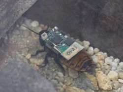 Singapura Bikin Kecoak Cyborg, Punya Misi Super Penting