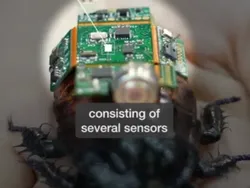 Singapura Bikin Kecoak Cyborg, Punya Misi Super Penting