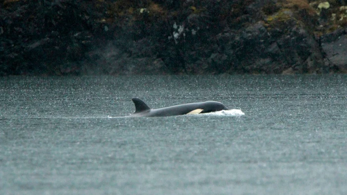 Orca terdampar di laguna Kanada
