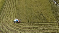 Sejumlah daerah di Sulsel telah memasuki masa panen raya padi hingga Mei 2024 dan Perum Bulog Wilayah Sulawesi Selatan dan Sulawesi Barat akan memaksimalkan penyerapan hasil panen petani dengan target sebanyak 145 ton gabah setara beras.