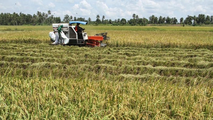 Foto udara operator mengoperasikan mesin pertanian untuk memanen padi di Kabupaten Pinrang, Sulawesi Selatan, Minggu (7/4/2024). Sejumlah daerah di Sulsel telah memasuki masa panen raya padi hingga Mei 2024 dan Perum Bulog Wilayah Sulawesi Selatan dan Sulawesi Barat akan memaksimalkan penyerapan hasil panen petani dengan target sebanyak 145 ton gabah setara beras. ANTARA FOTO/Arnas Padda/tom.